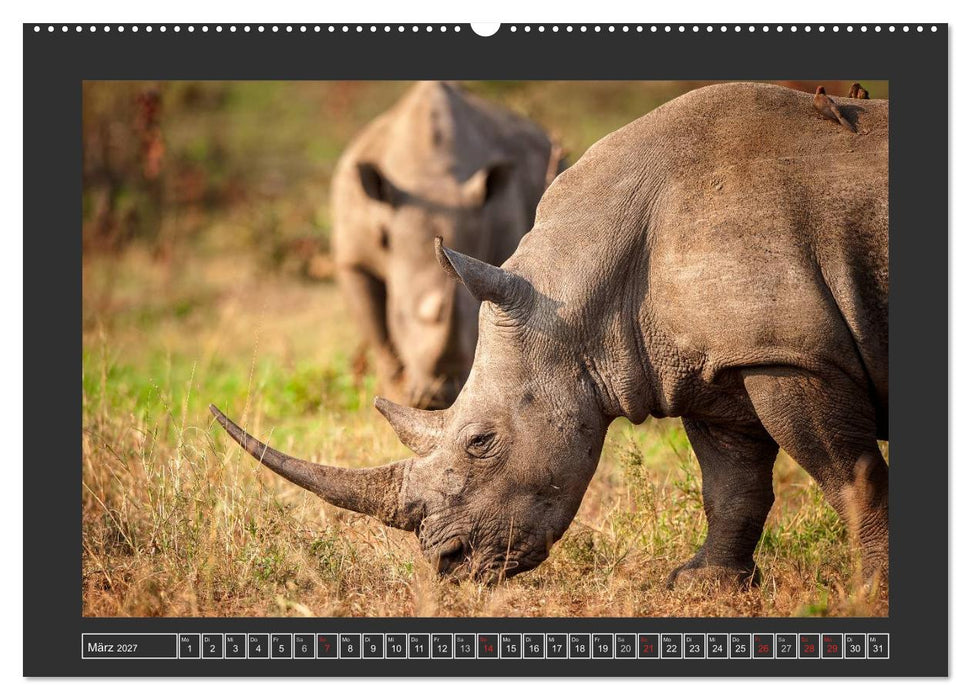 Das Weiße Nashorn (CALVENDO Wandkalender 2027)