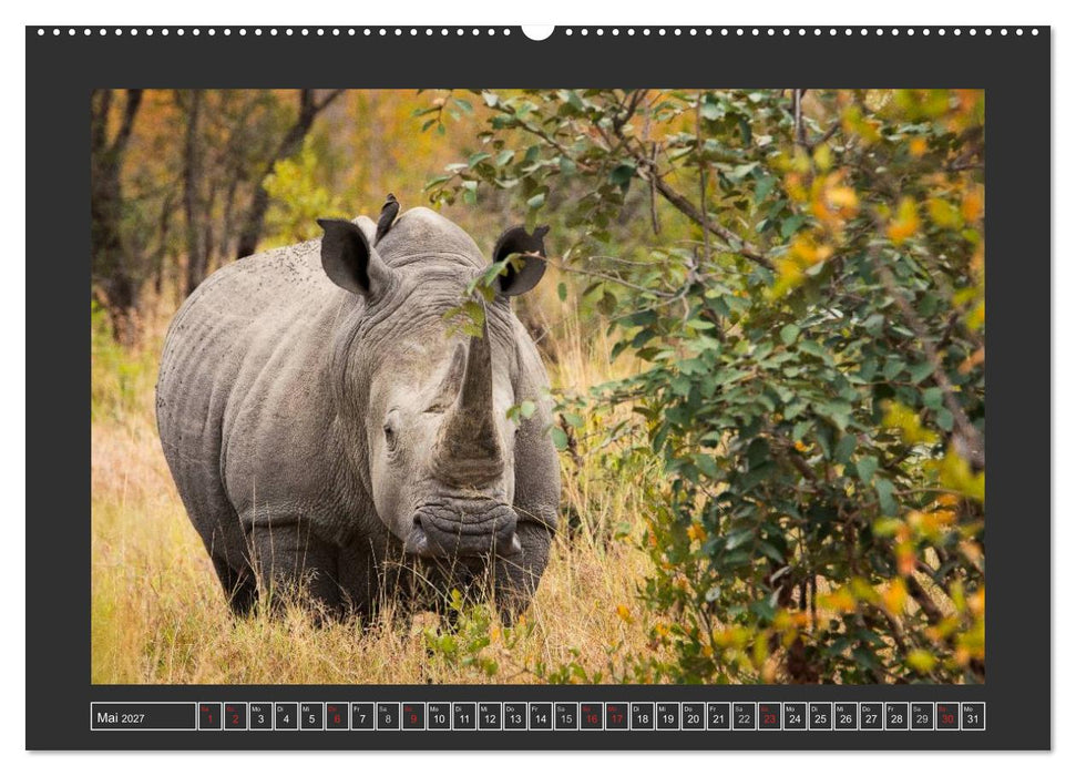 Das Weiße Nashorn (CALVENDO Wandkalender 2027)