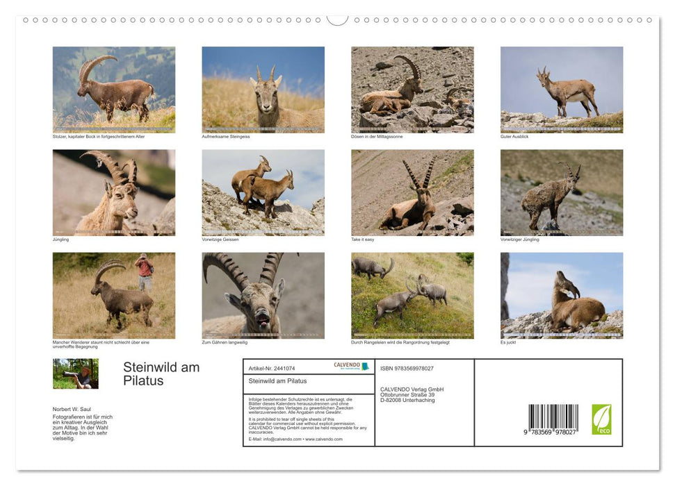 Steinwild am Pilatus (CALVENDO Premium Wandkalender 2027)