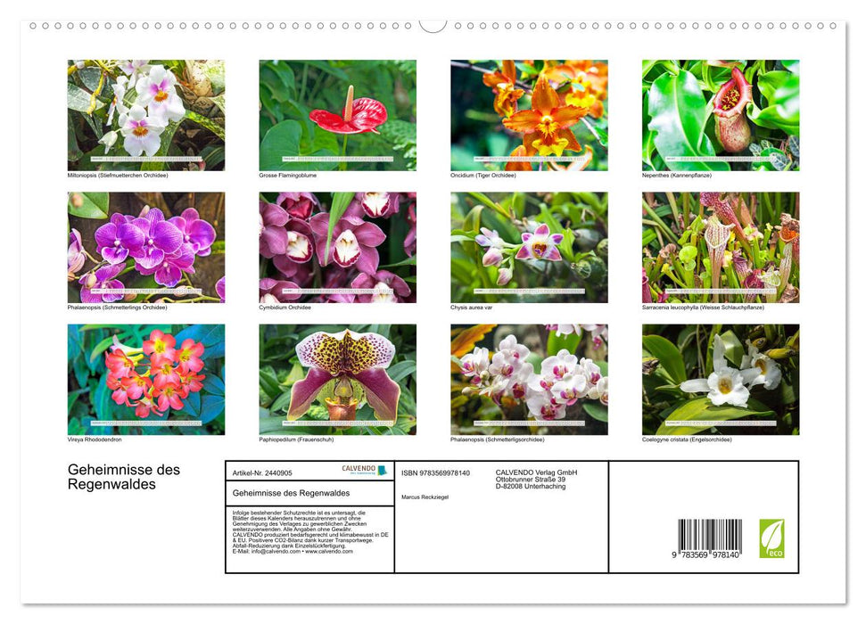 Geheimnisse des Regenwaldes (CALVENDO Premium Wandkalender 2027)