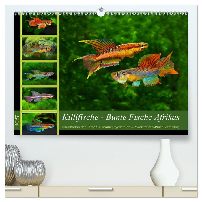 Killifische – Bunte Fische Afrikas (CALVENDO Premium Wandkalender 2027)