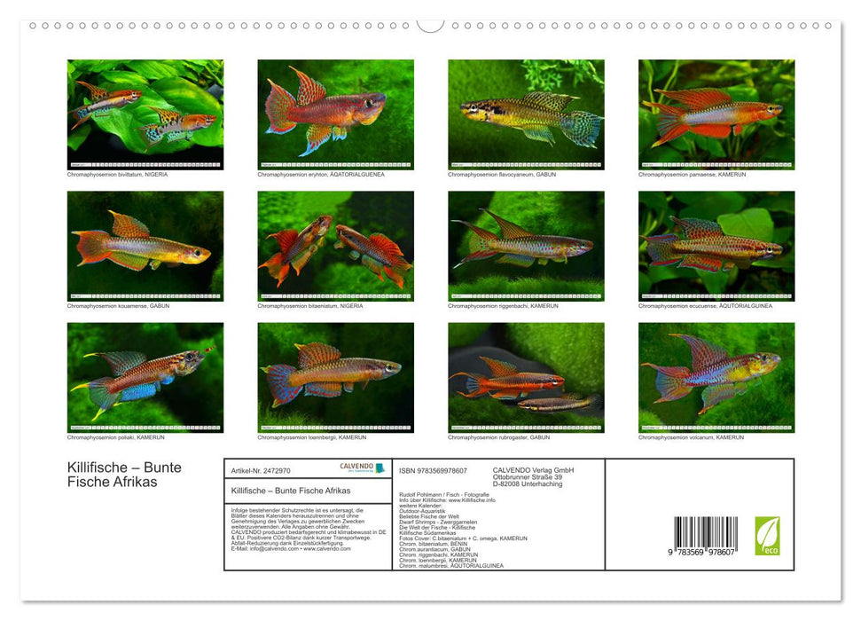 Killifische – Bunte Fische Afrikas (CALVENDO Premium Wandkalender 2027)