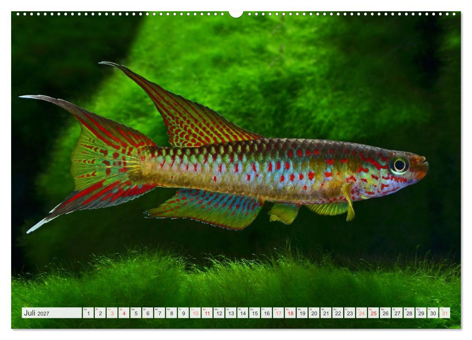 Killifische – Bunte Fische Afrikas (CALVENDO Premium Wandkalender 2027)