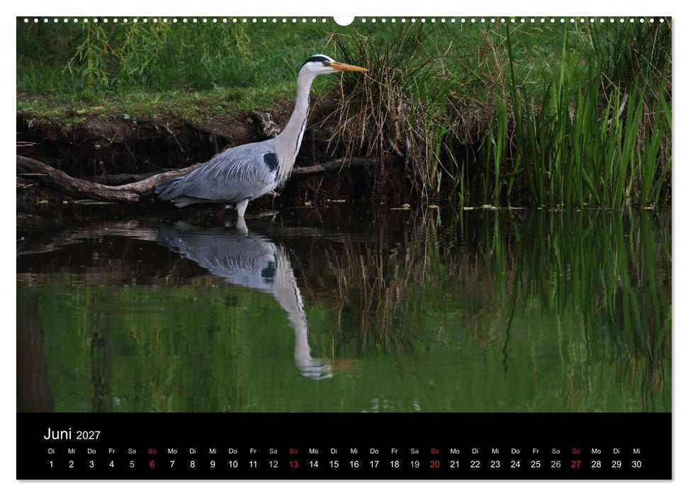 Aus dem Leben der Graureiher (CALVENDO Premium Wandkalender 2027)