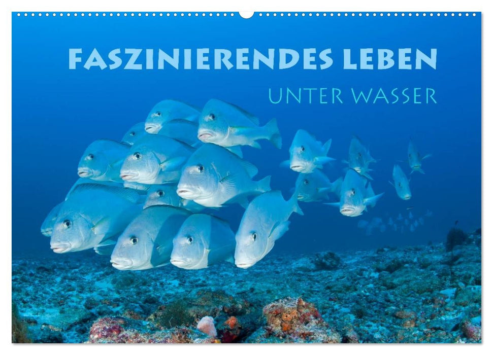 Faszinierendes Leben unter Wasser (CALVENDO Wandkalender 2027)