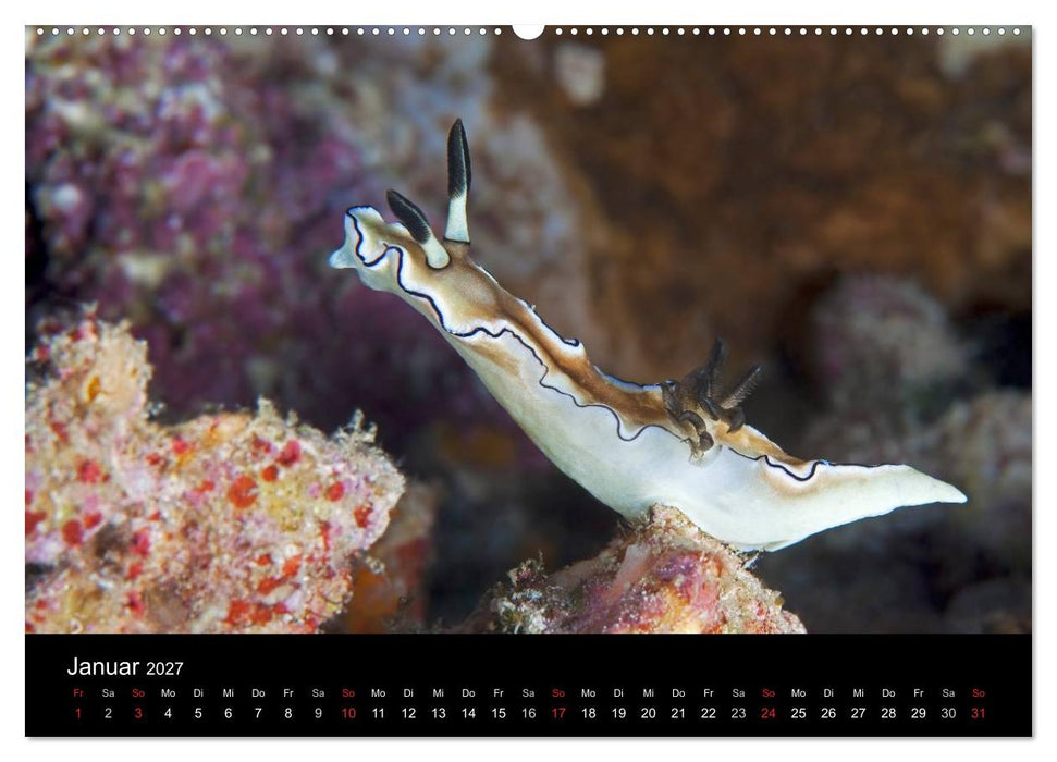Faszinierendes Leben unter Wasser (CALVENDO Wandkalender 2027)