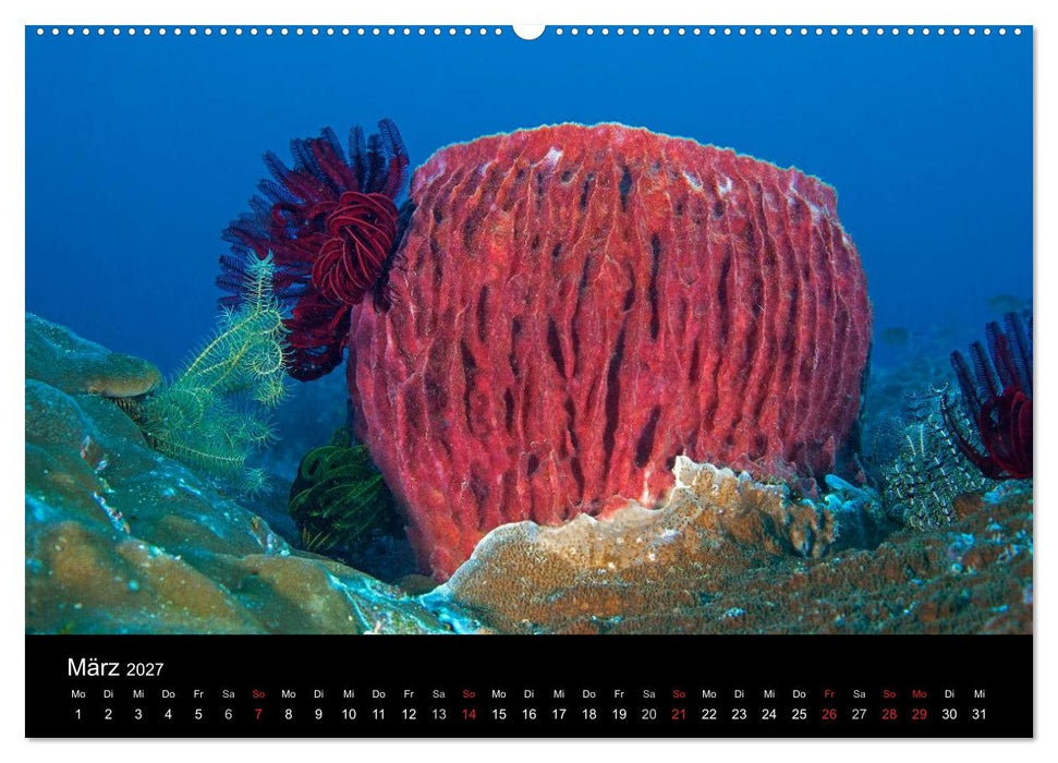 Faszinierendes Leben unter Wasser (CALVENDO Wandkalender 2027)