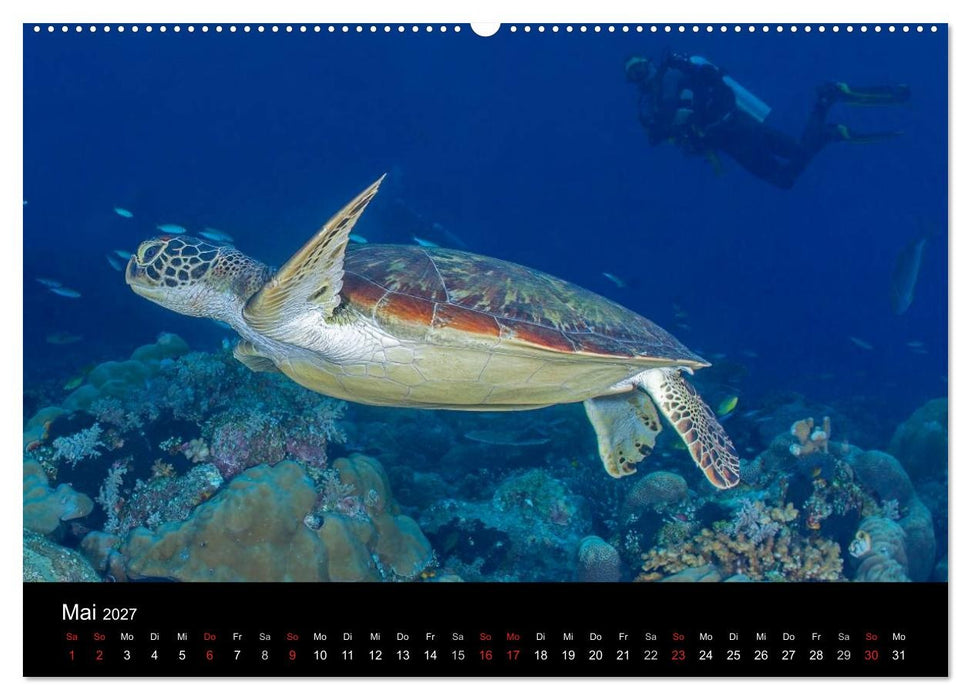 Faszinierendes Leben unter Wasser (CALVENDO Wandkalender 2027)
