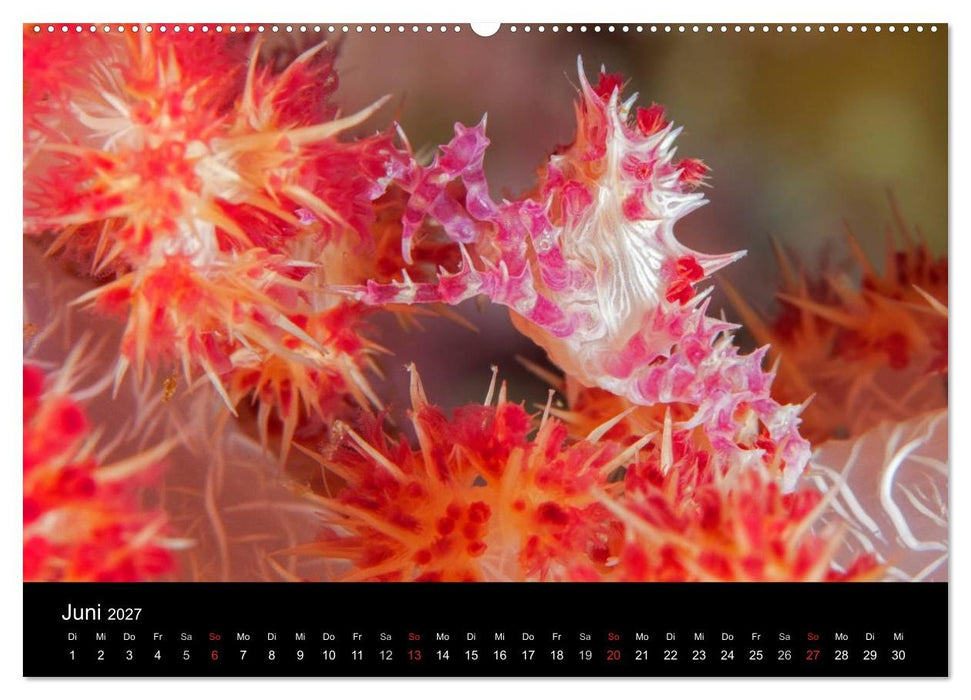 Faszinierendes Leben unter Wasser (CALVENDO Wandkalender 2027)