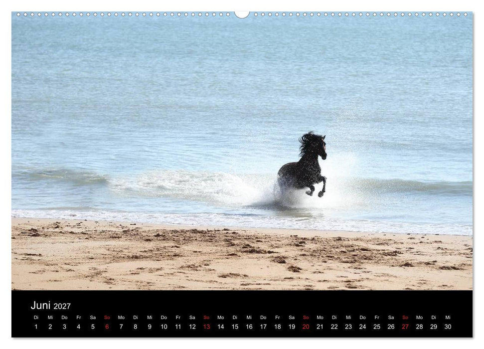 Caballos Spanische Pferde 2027 (CALVENDO Wandkalender 2027)