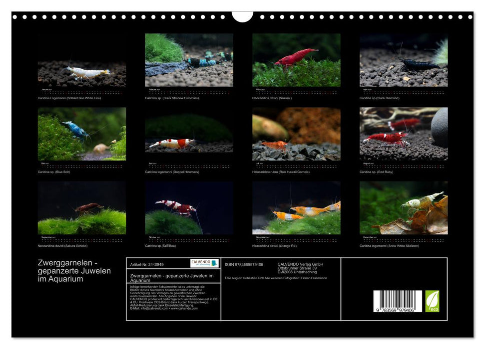 Zwerggarnelen - gepanzerte Juwelen im Aquarium (CALVENDO Wandkalender 2027)