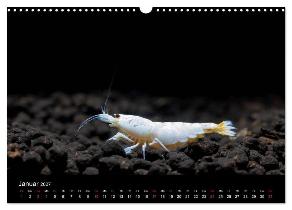 Zwerggarnelen - gepanzerte Juwelen im Aquarium (CALVENDO Wandkalender 2027)
