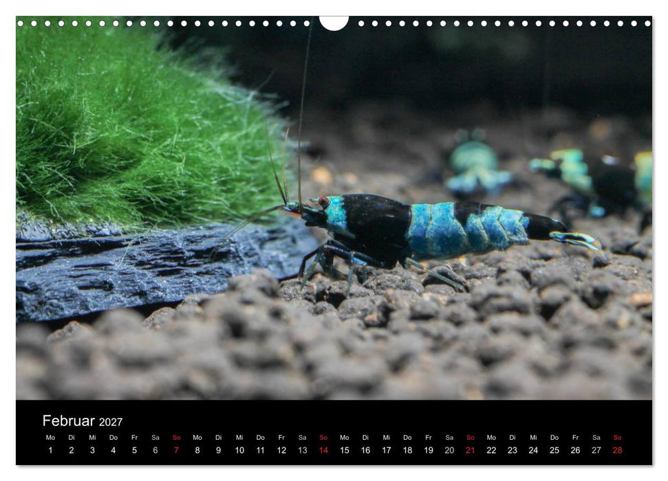 Zwerggarnelen - gepanzerte Juwelen im Aquarium (CALVENDO Wandkalender 2027)