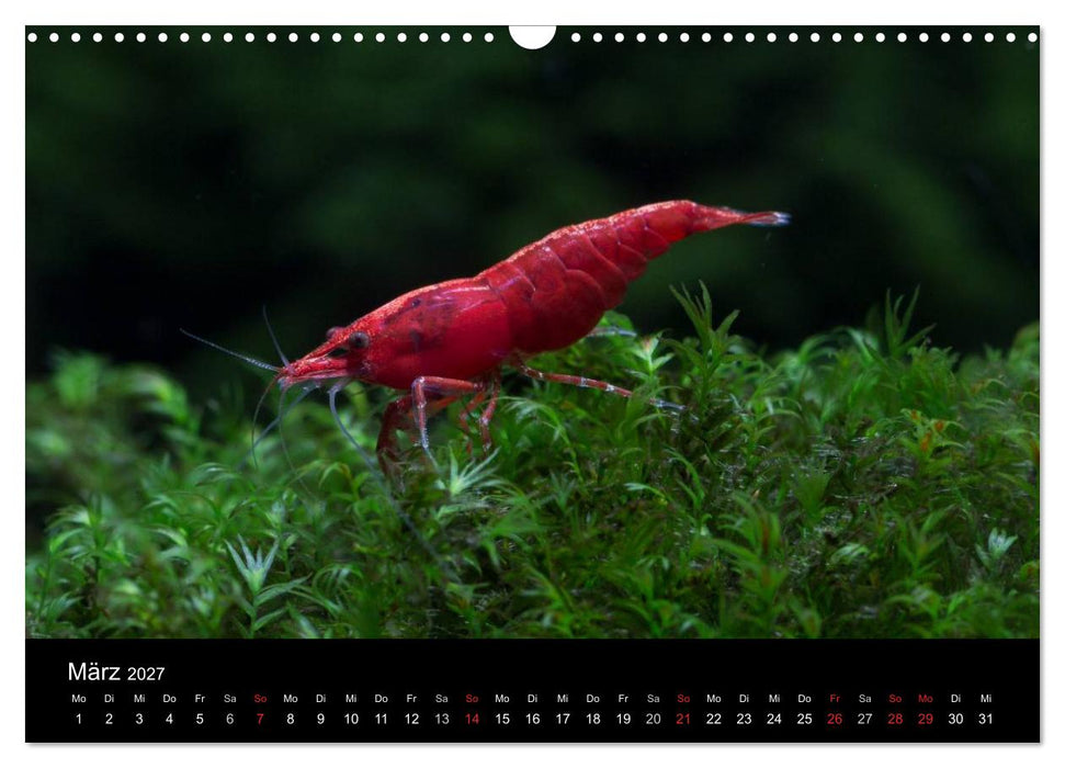 Zwerggarnelen - gepanzerte Juwelen im Aquarium (CALVENDO Wandkalender 2027)