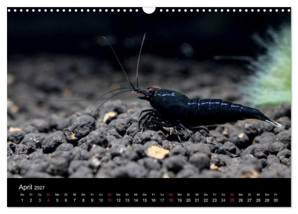 Zwerggarnelen - gepanzerte Juwelen im Aquarium (CALVENDO Wandkalender 2027)