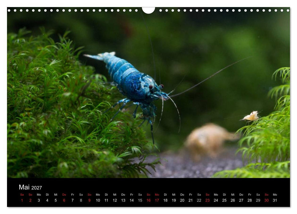 Zwerggarnelen - gepanzerte Juwelen im Aquarium (CALVENDO Wandkalender 2027)