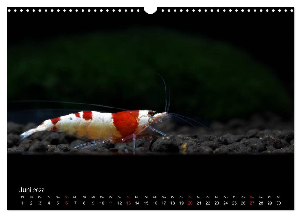 Zwerggarnelen - gepanzerte Juwelen im Aquarium (CALVENDO Wandkalender 2027)