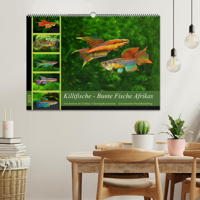 Killifische – Bunte Fische Afrikas (CALVENDO Wandkalender 2027)