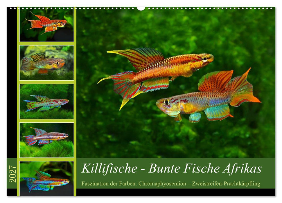 Killifische – Bunte Fische Afrikas (CALVENDO Wandkalender 2027)