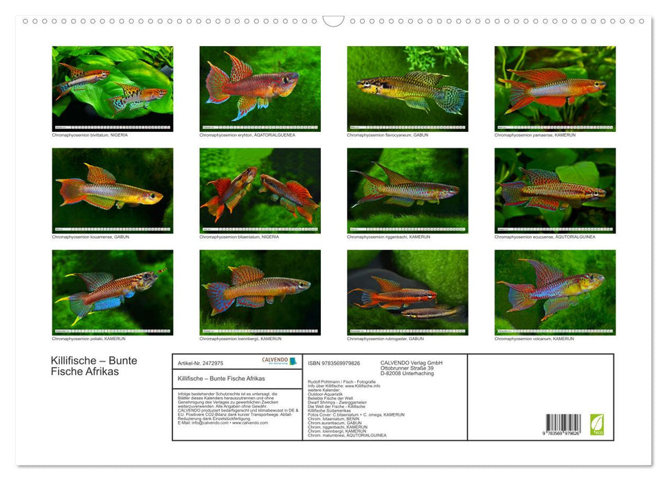 Killifische – Bunte Fische Afrikas (CALVENDO Wandkalender 2027)