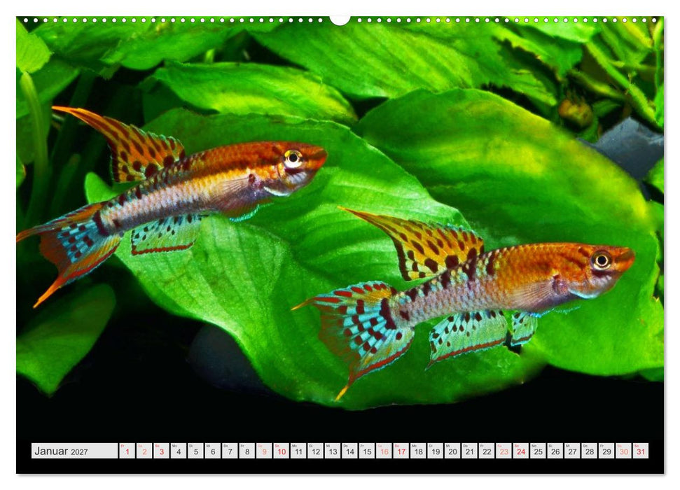 Killifische – Bunte Fische Afrikas (CALVENDO Wandkalender 2027)