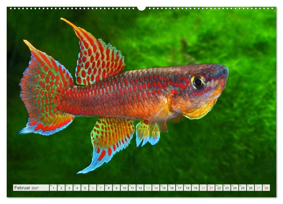 Killifische – Bunte Fische Afrikas (CALVENDO Wandkalender 2027)