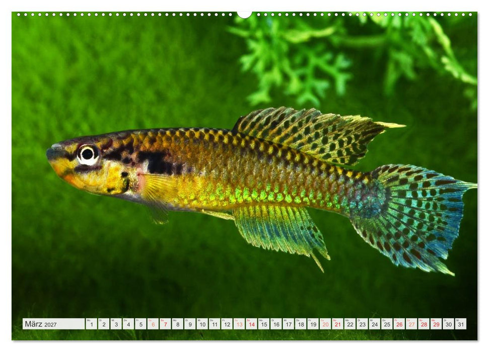 Killifische – Bunte Fische Afrikas (CALVENDO Wandkalender 2027)