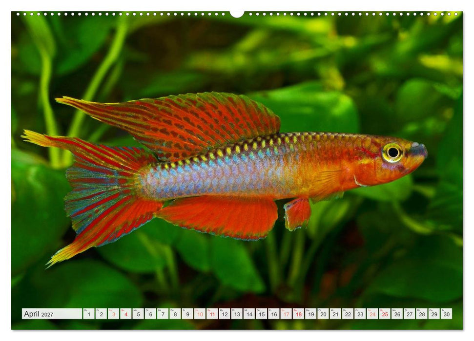 Killifische – Bunte Fische Afrikas (CALVENDO Wandkalender 2027)