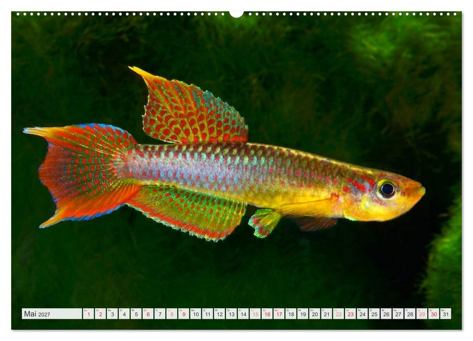 Killifische – Bunte Fische Afrikas (CALVENDO Wandkalender 2027)