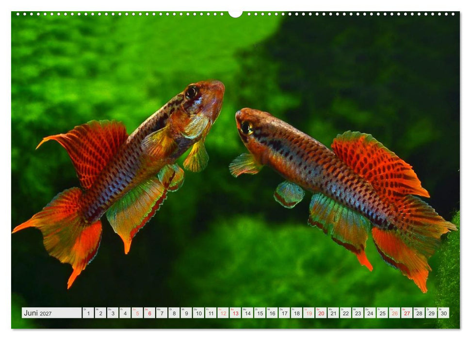 Killifische – Bunte Fische Afrikas (CALVENDO Wandkalender 2027)