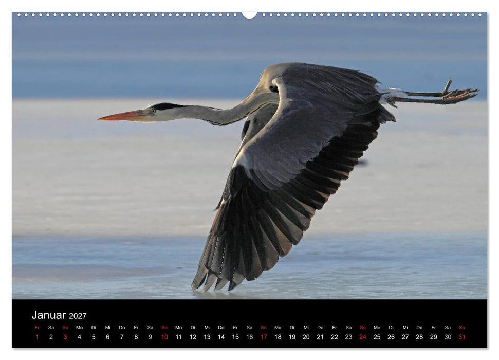 Aus dem Leben der Graureiher (CALVENDO Wandkalender 2027)