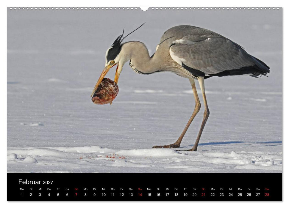 Aus dem Leben der Graureiher (CALVENDO Wandkalender 2027)