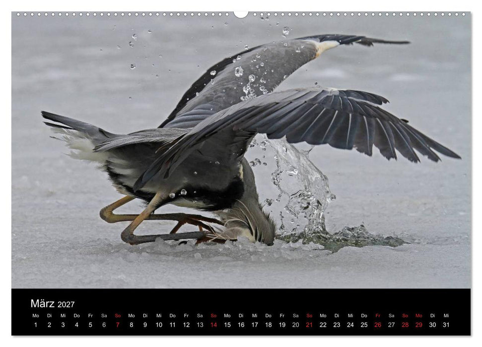 Aus dem Leben der Graureiher (CALVENDO Wandkalender 2027)