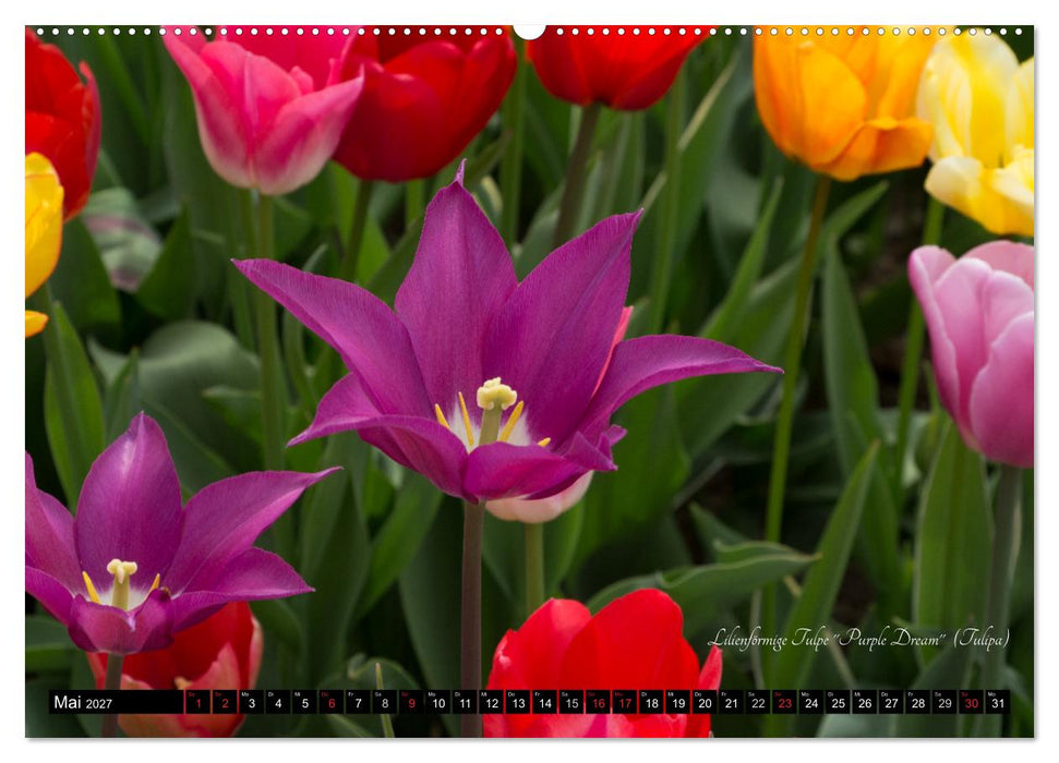 Zierbilder der Natur BLUMEN (CALVENDO Premium Wandkalender 2027)