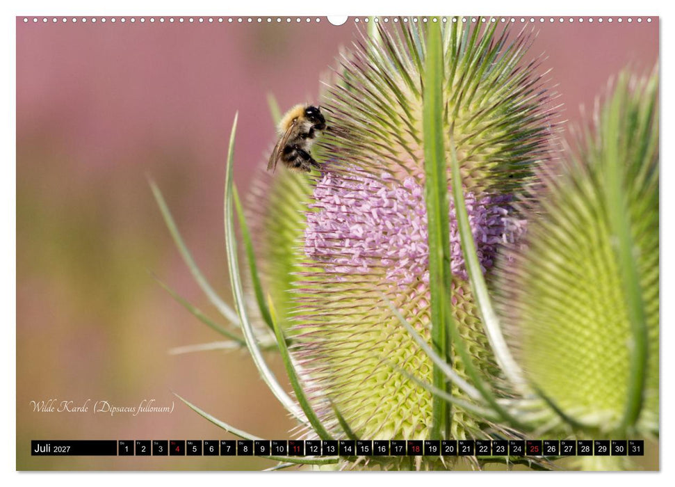 Zierbilder der Natur BLUMEN (CALVENDO Premium Wandkalender 2027)