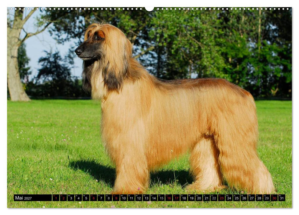 Kinder des Windes - Afghanischer Windhund (CALVENDO Premium Wandkalender 2027)