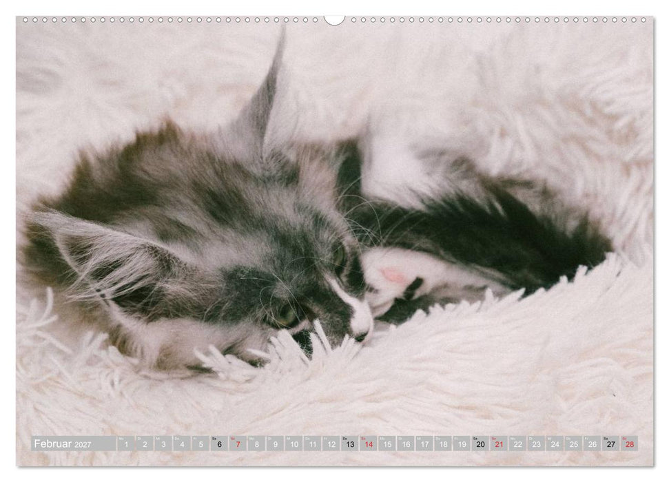 Katzen Persönlichkeiten 2027 (CALVENDO Wandkalender 2027)