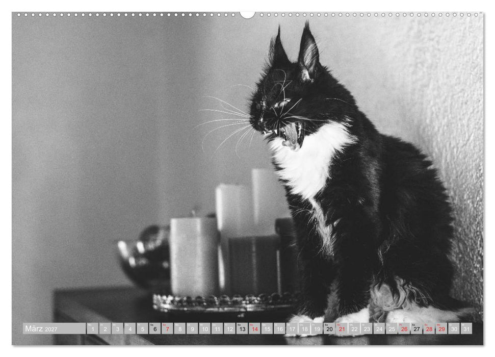 Katzen Persönlichkeiten 2027 (CALVENDO Wandkalender 2027)