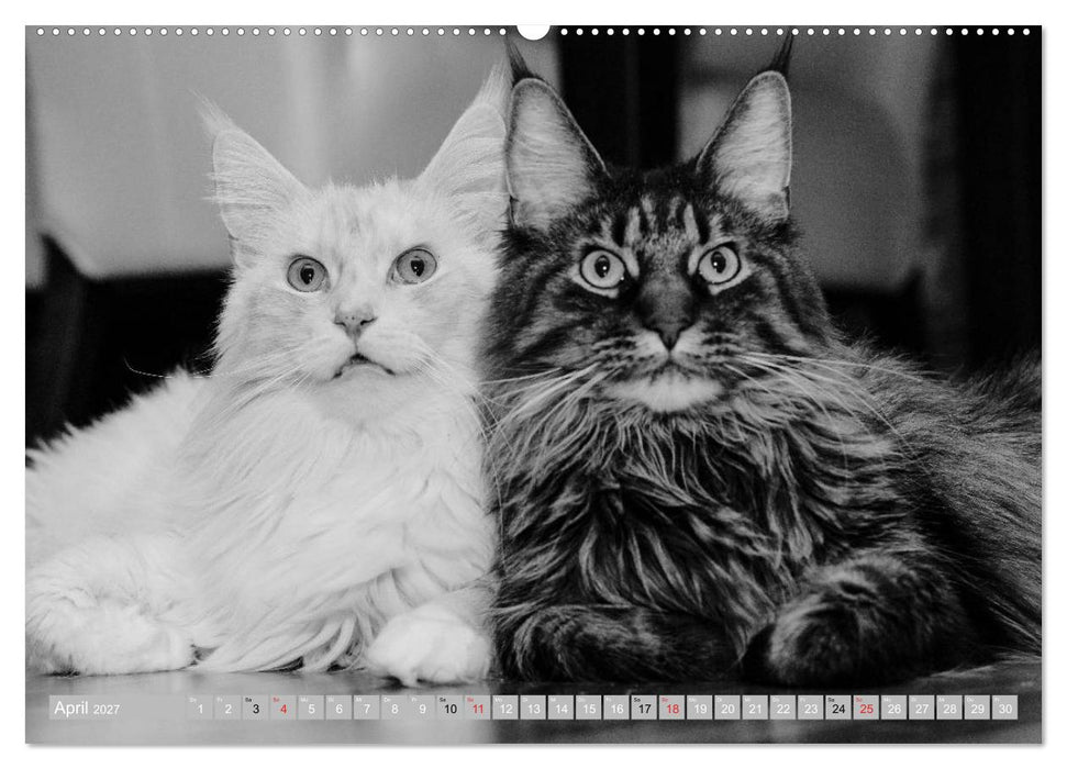 Katzen Persönlichkeiten 2027 (CALVENDO Wandkalender 2027)