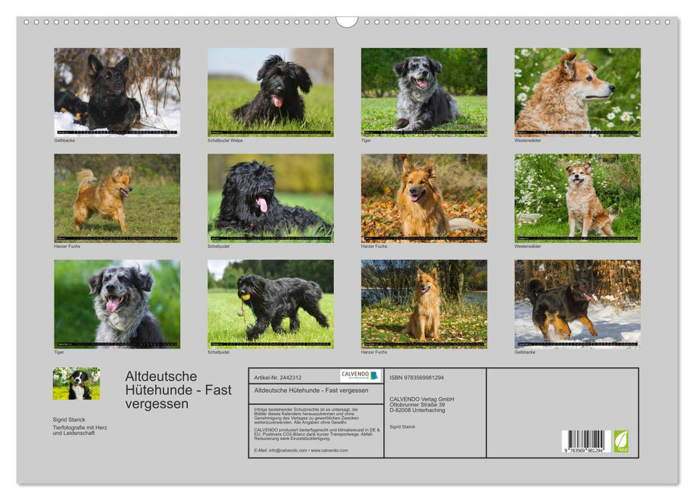 Altdeutsche Hütehunde - Fast vergessen (CALVENDO Wandkalender 2027)