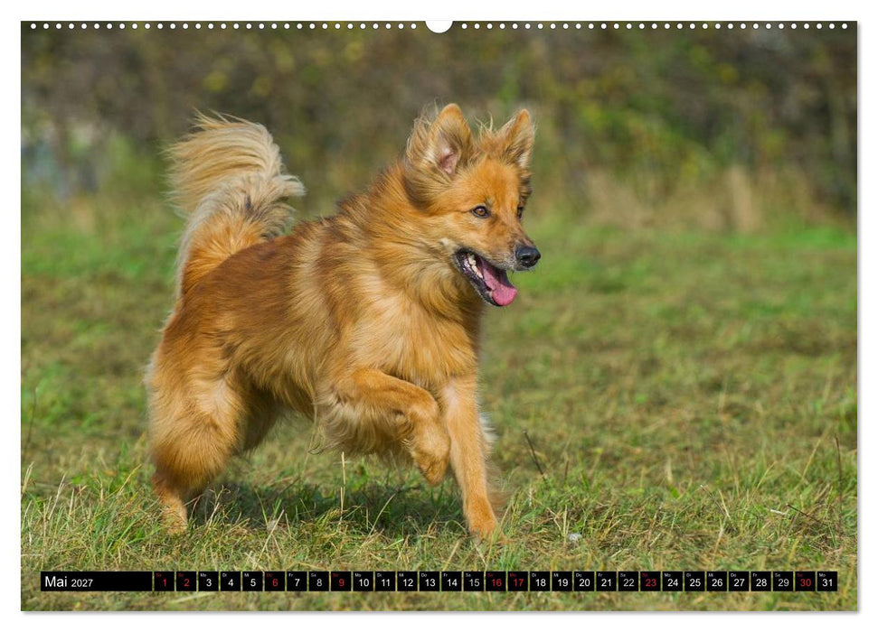 Altdeutsche Hütehunde - Fast vergessen (CALVENDO Wandkalender 2027)