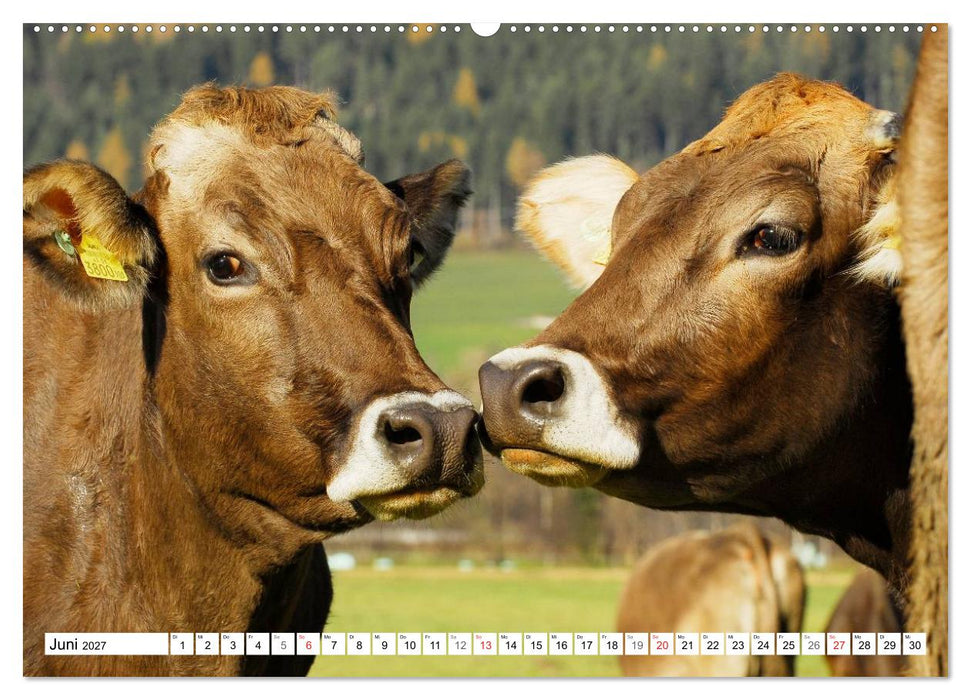 Ein Herz für Rinder (CALVENDO Premium Wandkalender 2027)