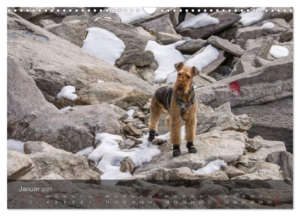 Der Bergdale - mit Hund im Hochgebirge (CALVENDO Wandkalender 2027)