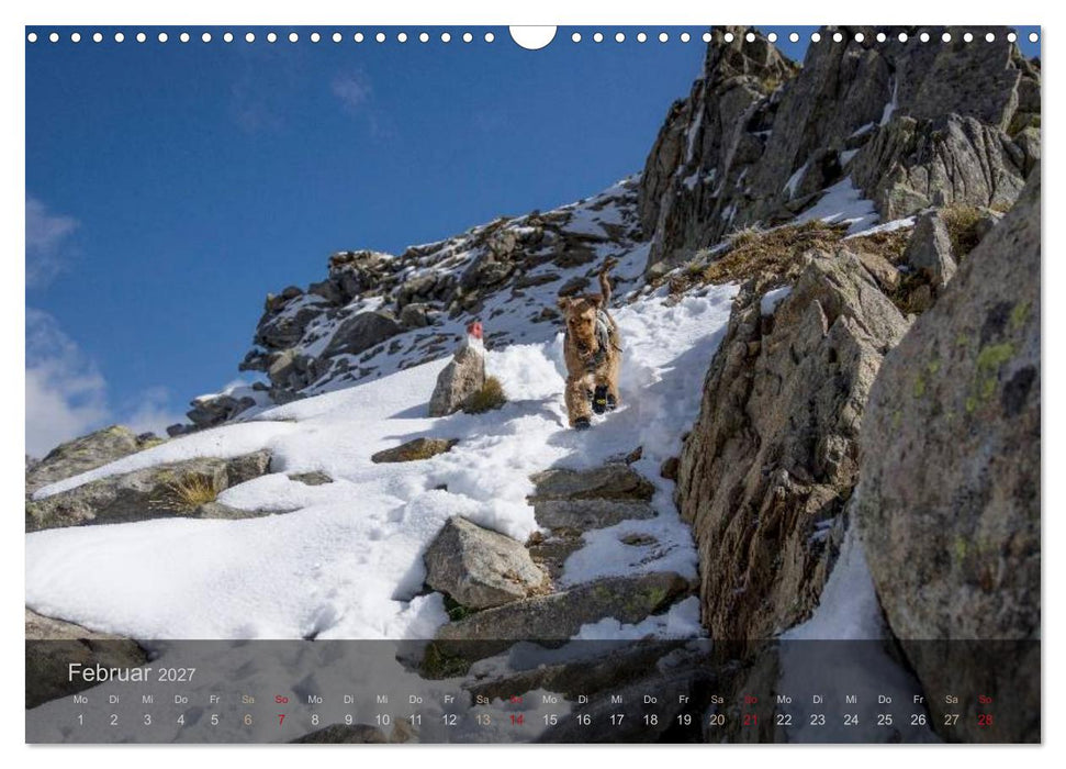 Der Bergdale - mit Hund im Hochgebirge (CALVENDO Wandkalender 2027)