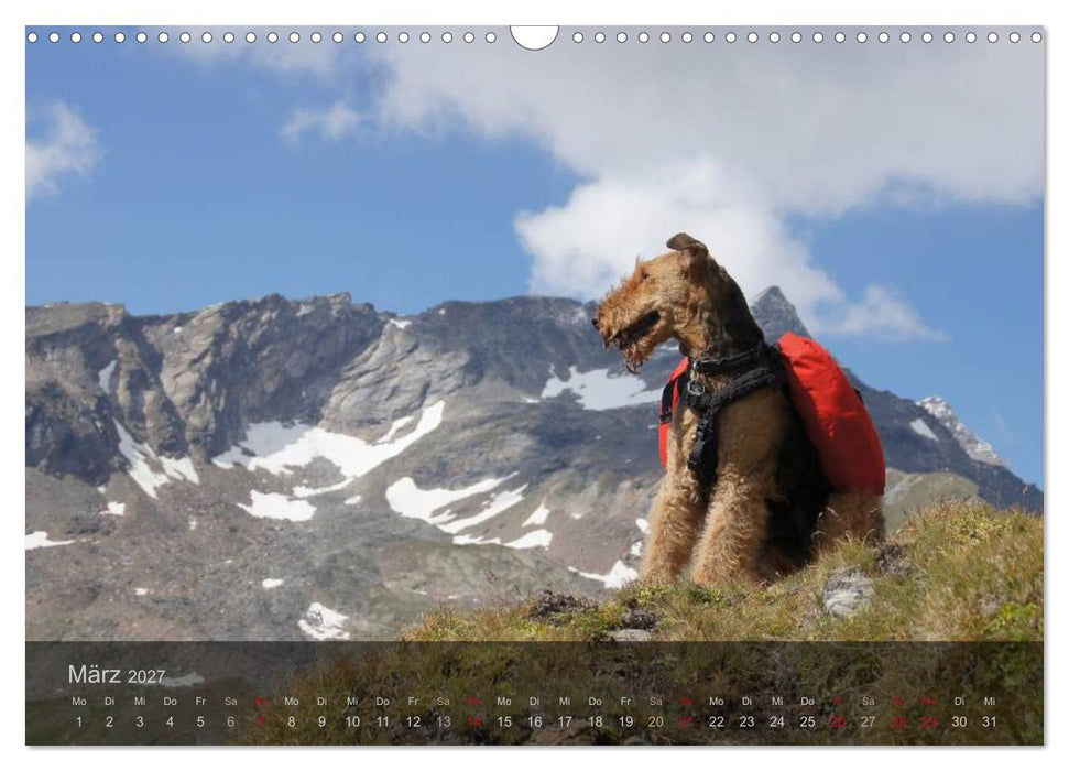 Der Bergdale - mit Hund im Hochgebirge (CALVENDO Wandkalender 2027)