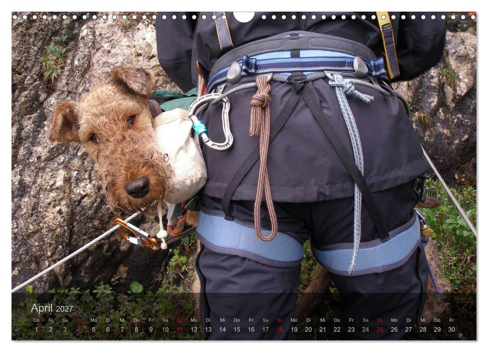 Der Bergdale - mit Hund im Hochgebirge (CALVENDO Wandkalender 2027)