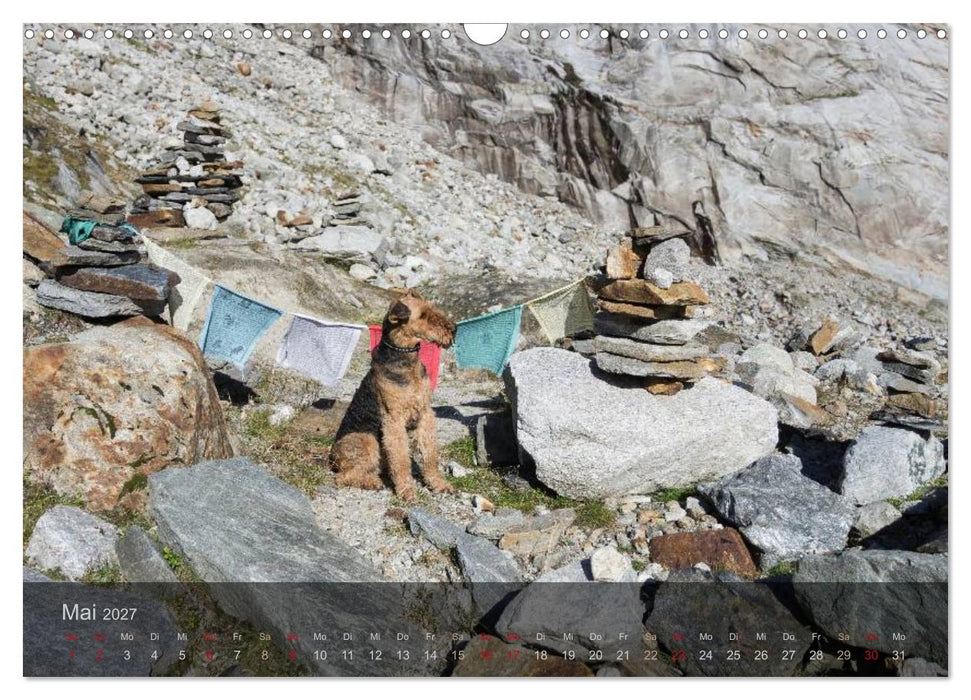 Der Bergdale - mit Hund im Hochgebirge (CALVENDO Wandkalender 2027)