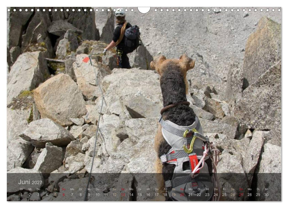 Der Bergdale - mit Hund im Hochgebirge (CALVENDO Wandkalender 2027)