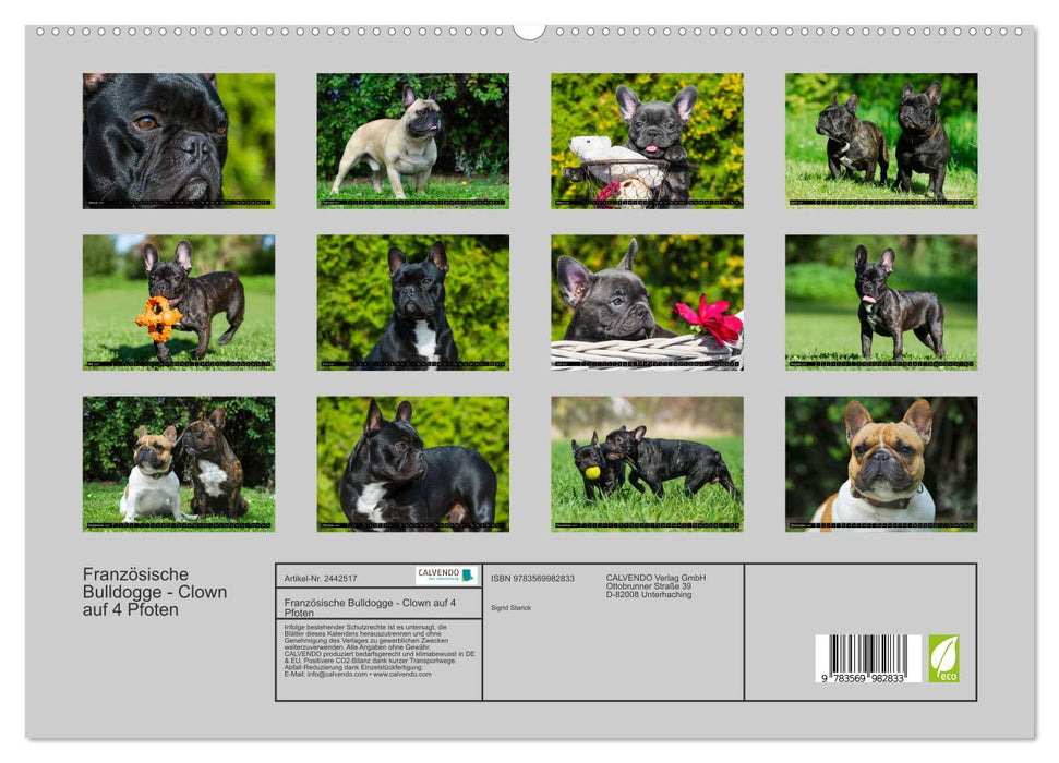 Französische Bulldogge - Clown auf 4 Pfoten (CALVENDO Premium Wandkalender 2027)