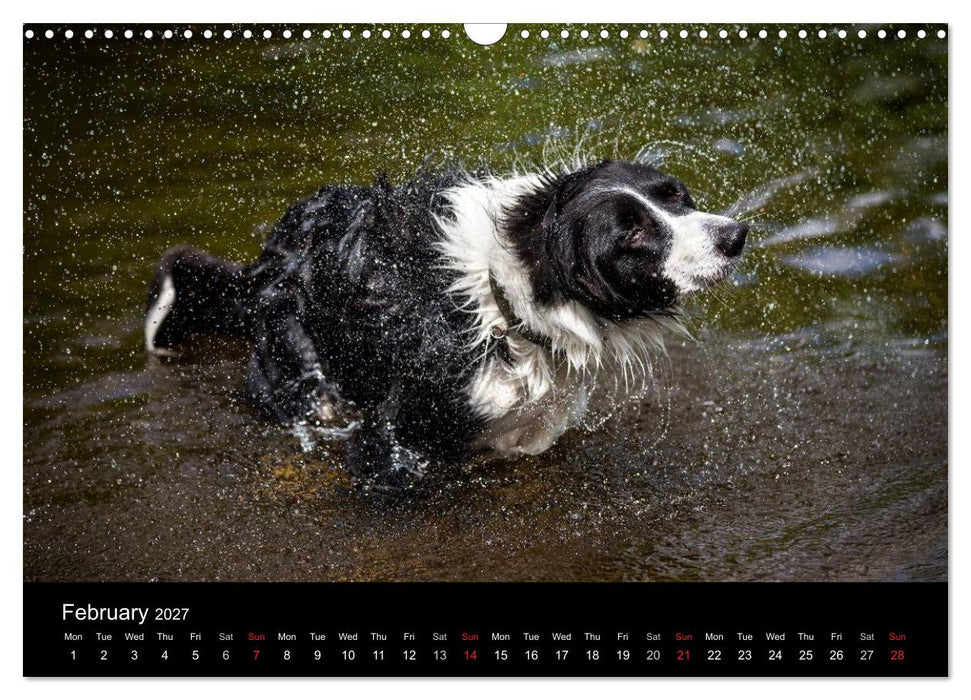 Beauty of a Border Collie (CALVENDO Monthly Calendar 2027)